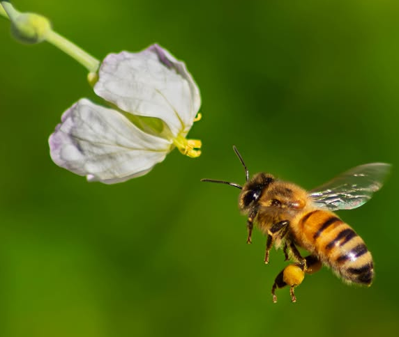Abeja de Miel