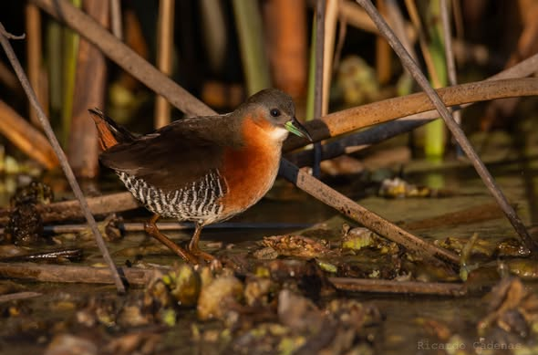 Burrito Canela (Laterallus melanophaius)