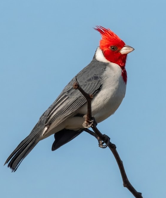 Cardenal Copete Rojo (Paroaria coronata)