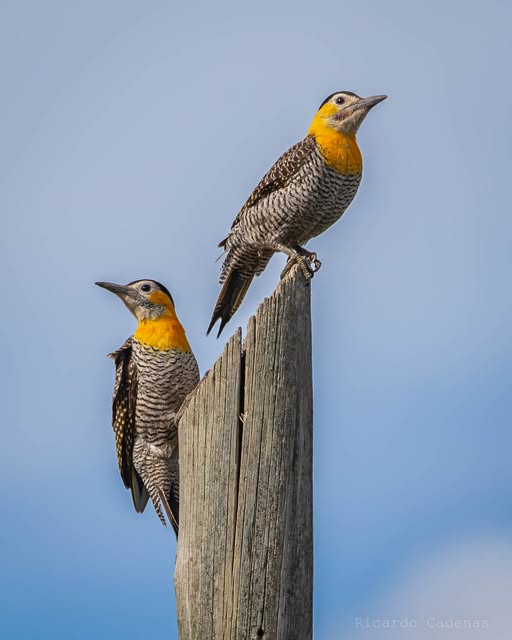 Carpintero Campestre (Colaptes campestroides)