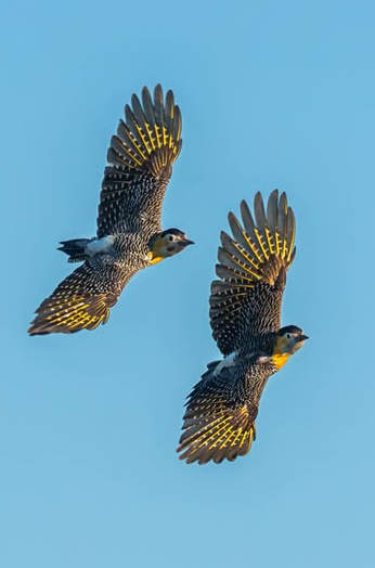 Carpintero Campestre (Colaptes campestris)