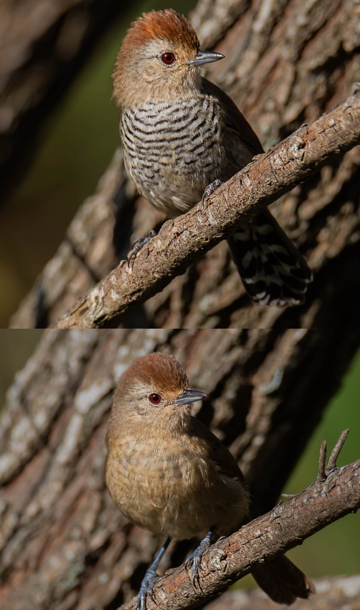 Choca Corona Rojiza (Thamnophilus ruficapillus)