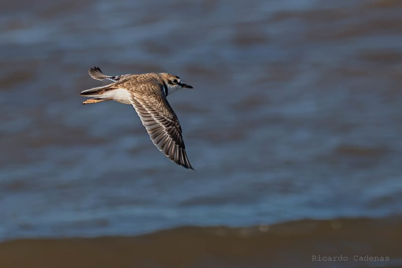 Chorlito de Collar (Charadrius collaris)
