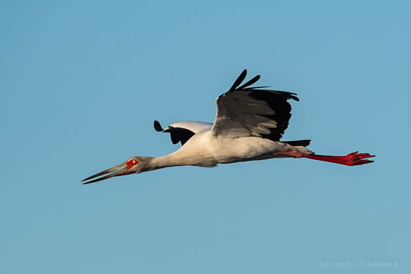 Cigüeña Americana (Ciconia maguari)