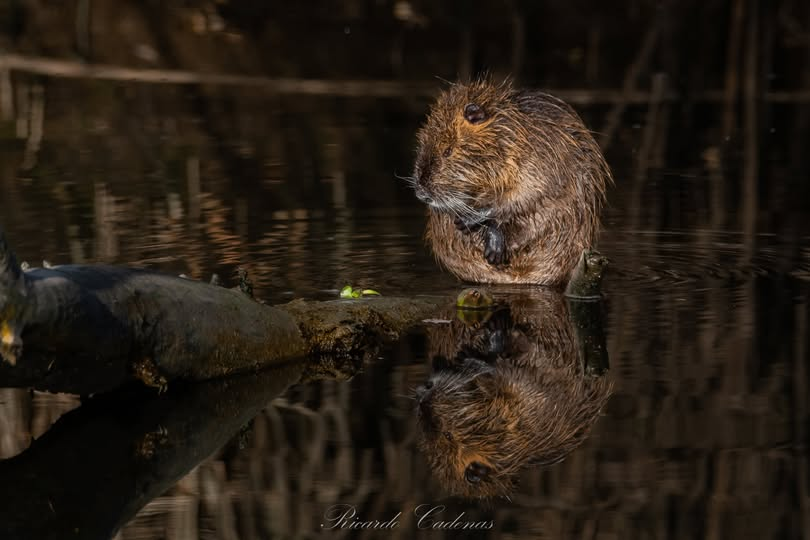 Coipo (Myocastor coypus)