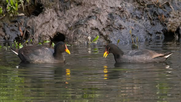 Gallareta Escudete Rojo (Fulica rufifrons)