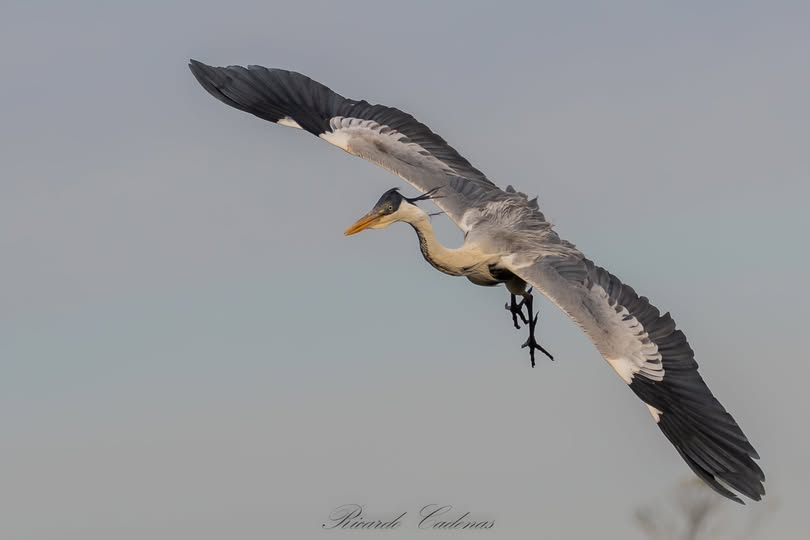 Garza Mora (Ardea cocoi)