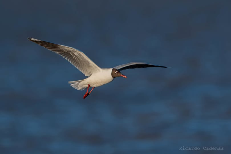 Gaviota Capucho Café (Chroicocephalus maculipennis)