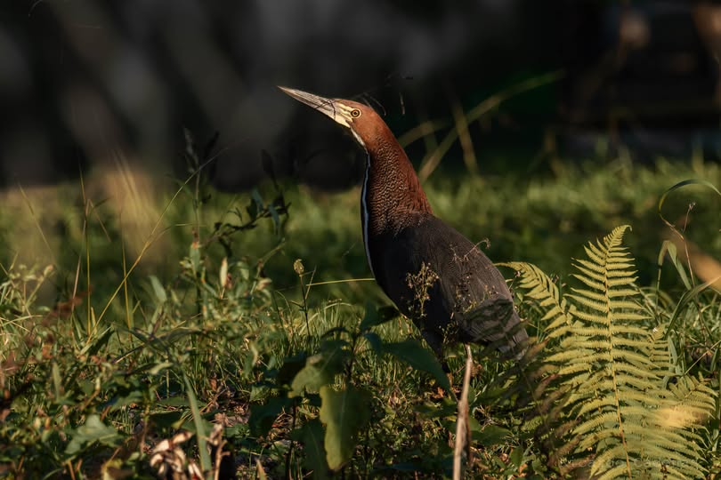 Hocó Colorado (Tigrisoma lineatum)