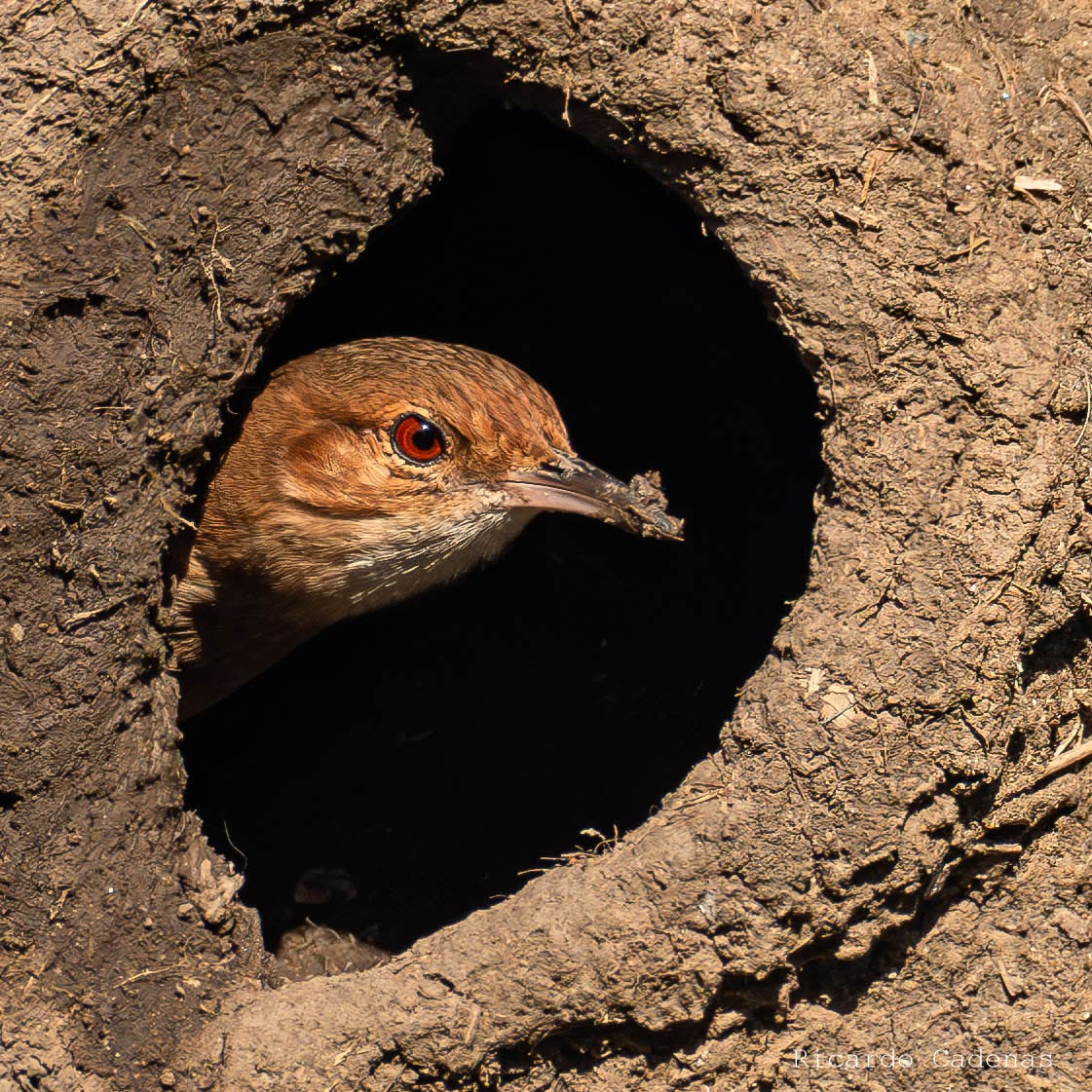 Hornero (Furnarius rufus)