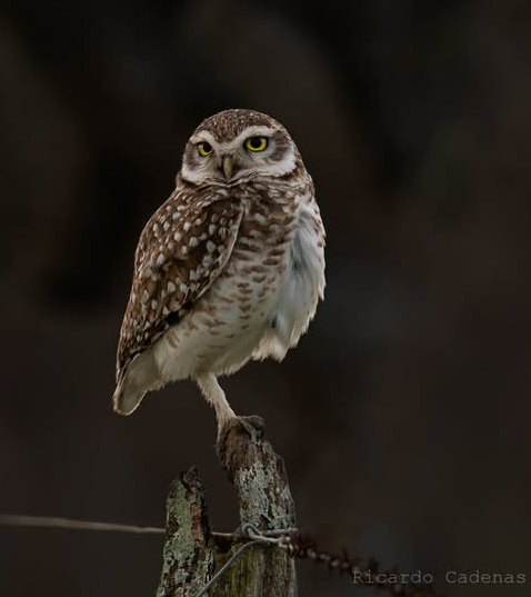 Lechucita Vizcachera (Athene cunicularia)