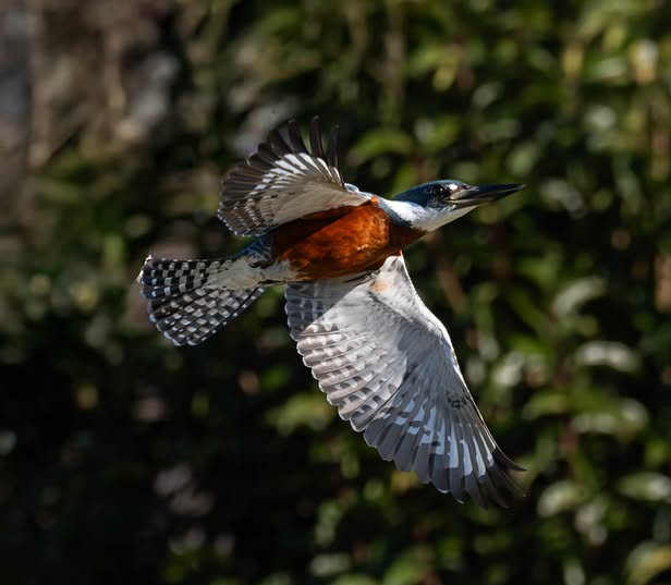 Martín Pescador Grande macho (Megaceryle torquata)
