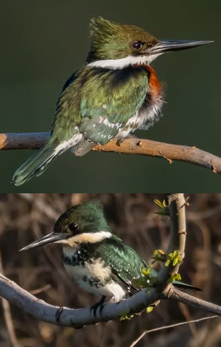 Martín Pescador Chico (Chloroceryle americana)