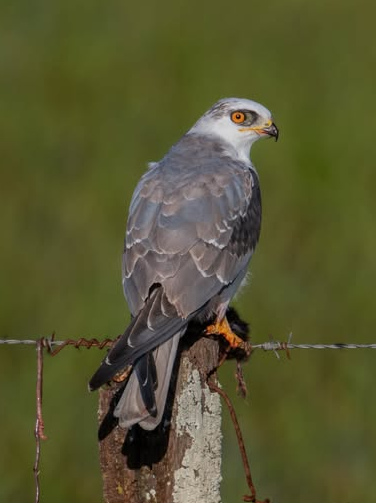 Milano Blanco Juvenil (Elanus leucurus)