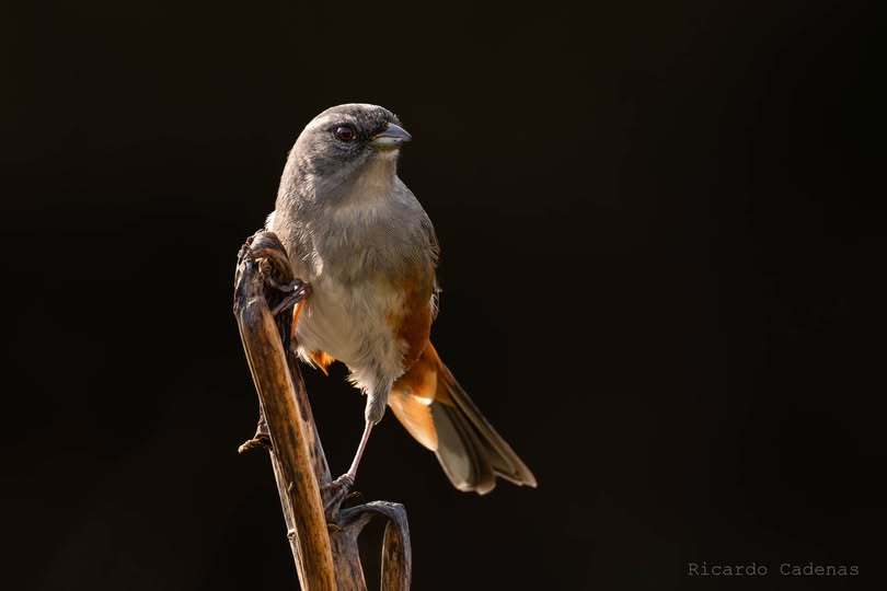 Monterita Litoraleña (Microspingus cabanisi)