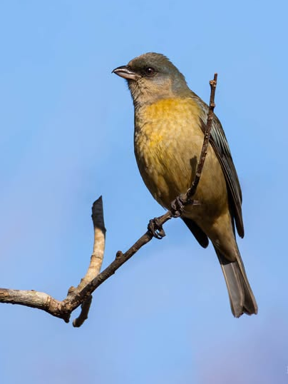 Naranjero hembra (Pipraeidea bonariensis)