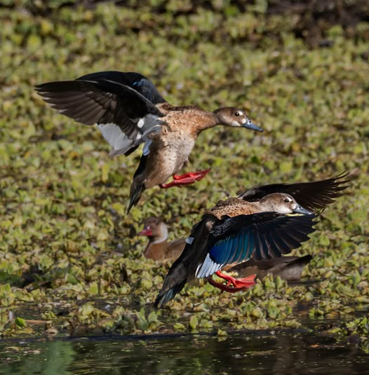 Pato Cutirí (Amazonetta brasiliensis)