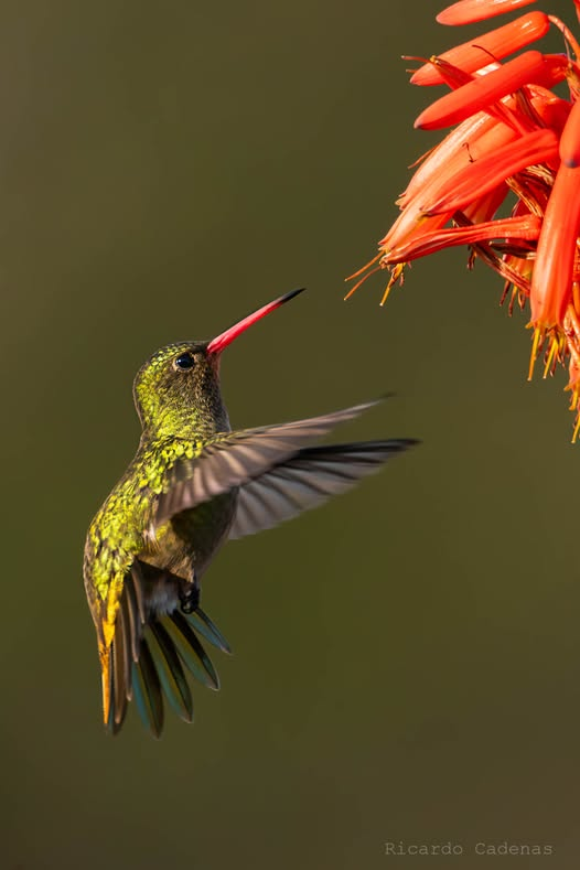 Picaflor Bronceado (Hylocharis chrysura)
