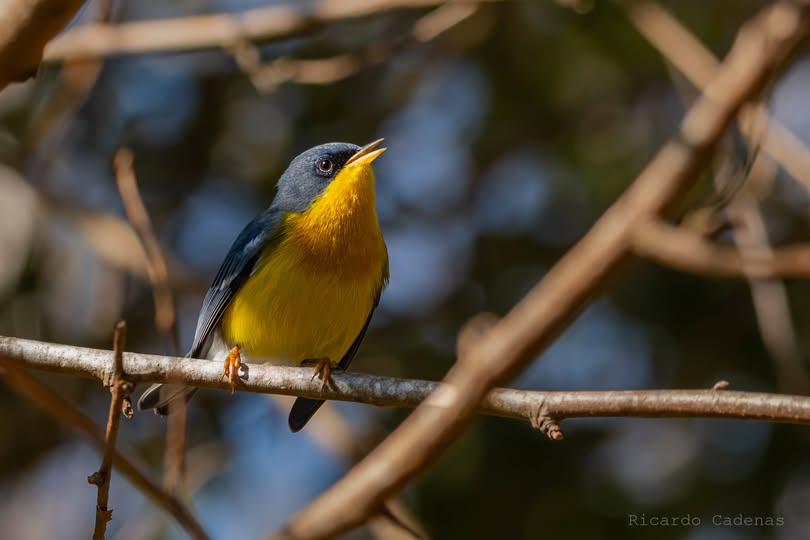 Pitiayumí (Setophaga pitiayumi)