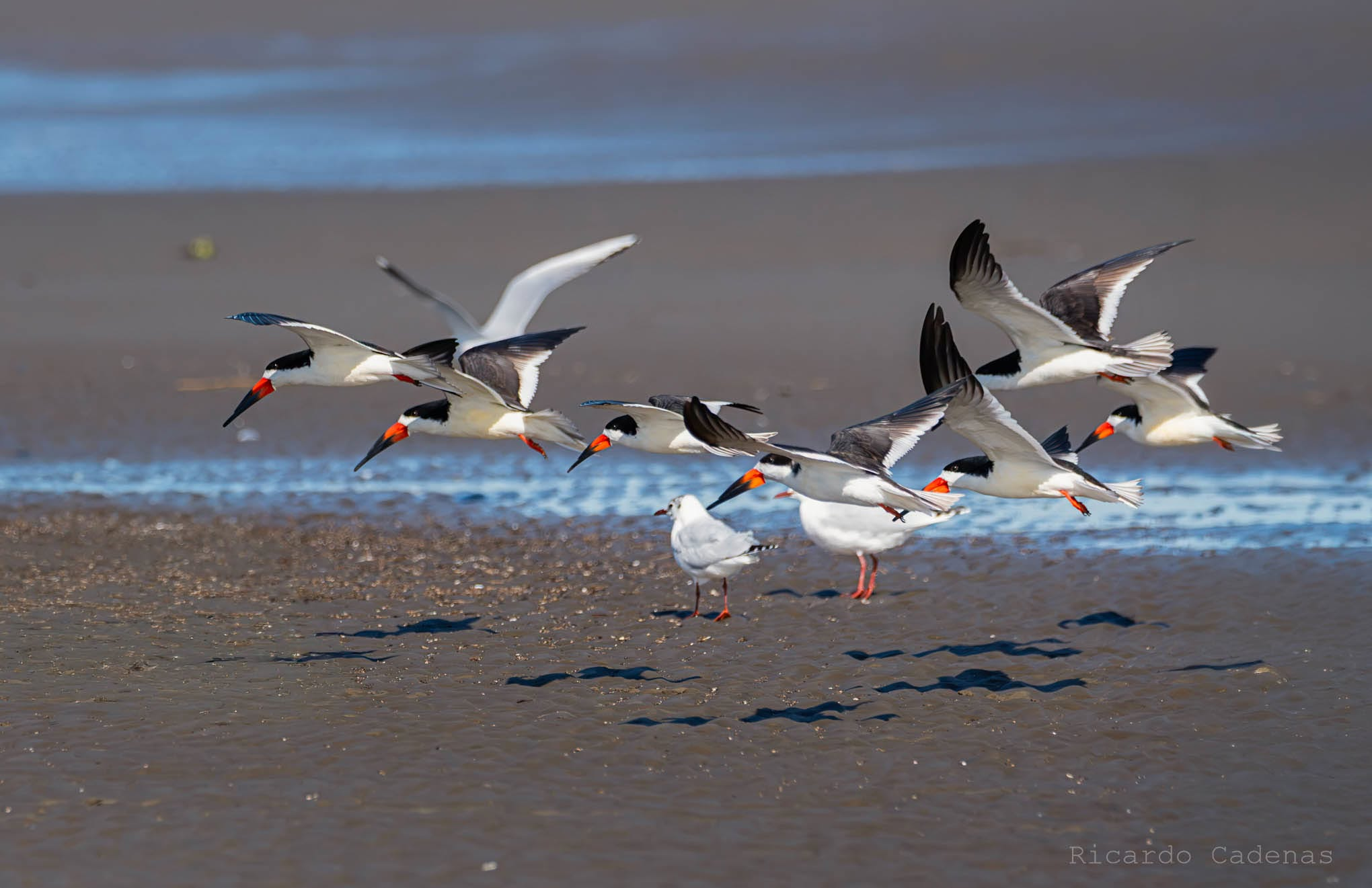 Rayadores (Rynchops niger)