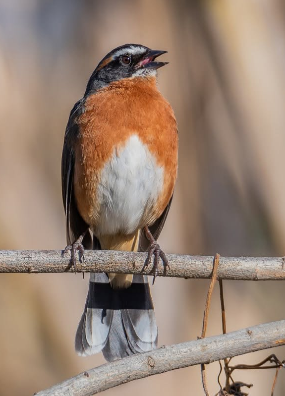 Sietevestidos (Poospiza nigrorufa)