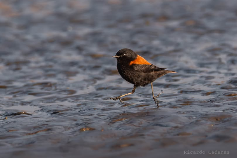 Sobrepuesto Austral macho (Lessonia rufa)