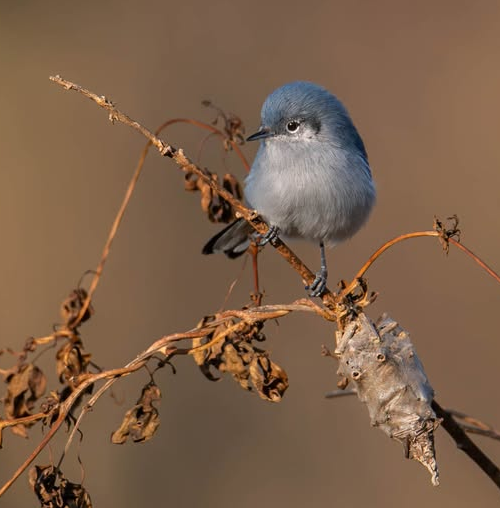 Tacuarita Azul (Polioptila dumicola)