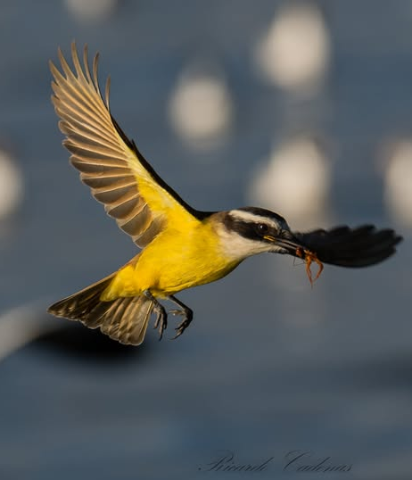 Benteveo (Pitangus sulphuratus)